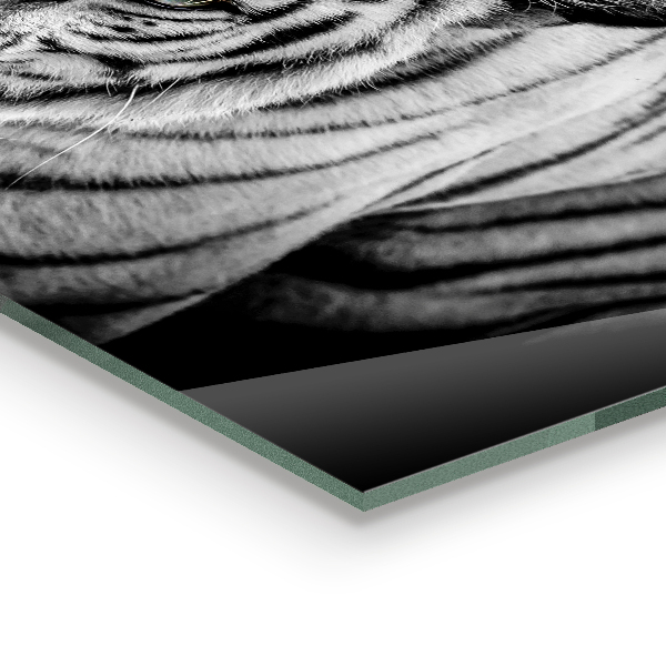 Konyhai panel Fehér szibériai tigris