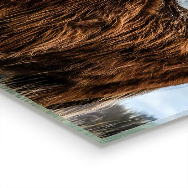 Konyhai panel Highland boho tehén