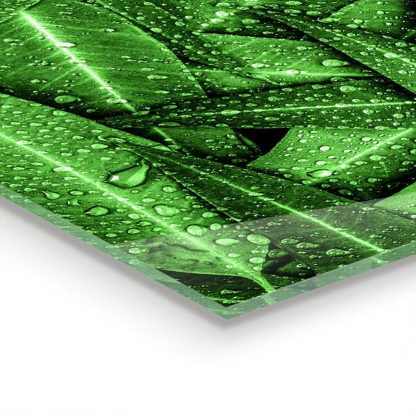Konyhai fali panel Zöld levelek eső után