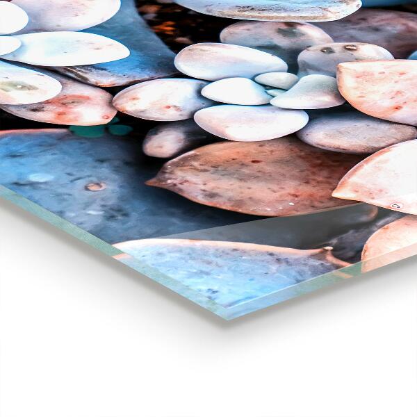 Konyhai fali panel Színes pozsgás növények