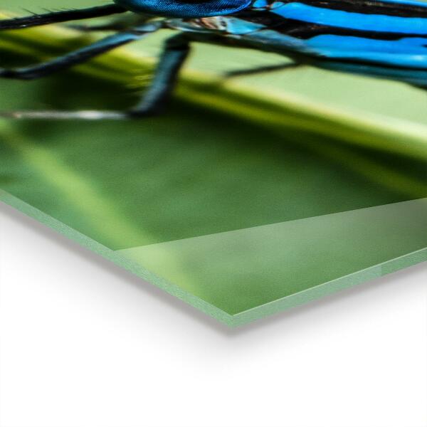 Konyhai panel Szitakötő a levélen