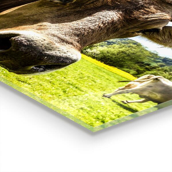 Konyhai panel Vidéki klíma krowa pole