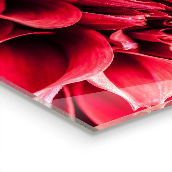 Konyhai hátfal panel A természet energikus virágereje