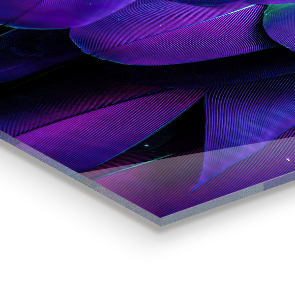 Konyhai üveg fali panel Egzotikus madártollak