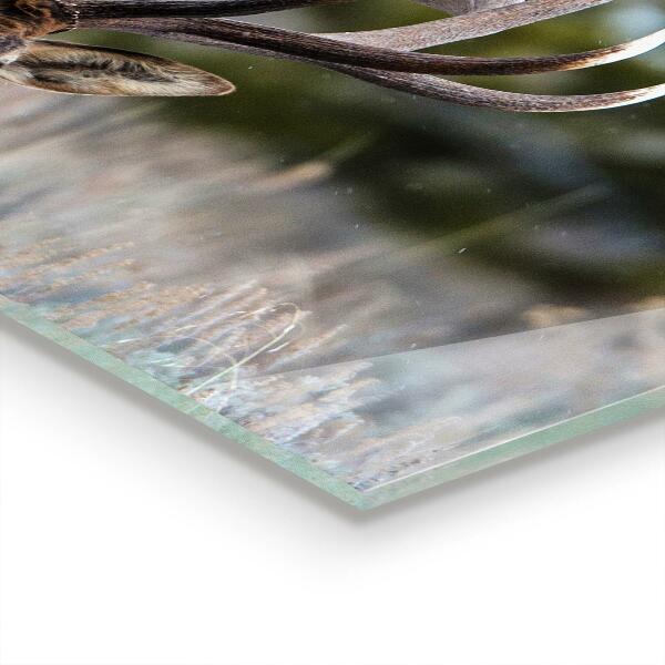 Konyhai panel Szarvas vadvilág