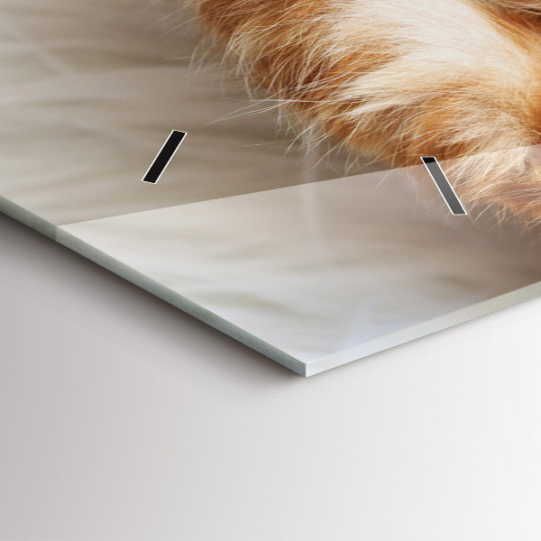 Vízszintes üvegóra Kis alvó cica