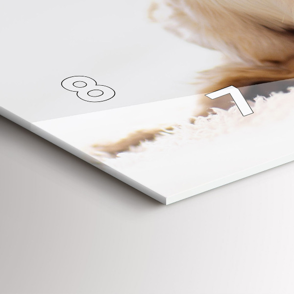 Vízszintes üvegóra Alvó macska és kutya