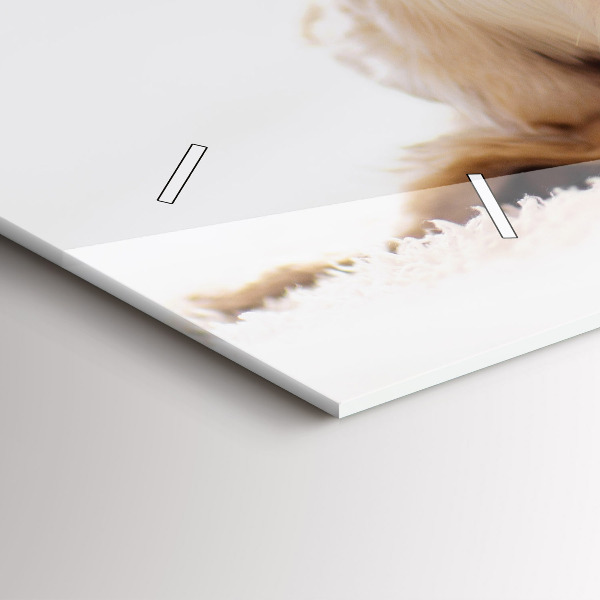 Vízszintes üvegóra Alvó macska és kutya